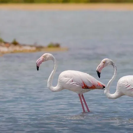 3 Etoiles - Piscine - Eehdai