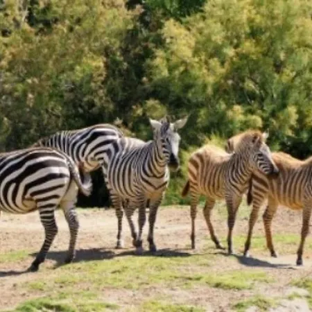 3 Etoiles - Piscine - Eehdai *