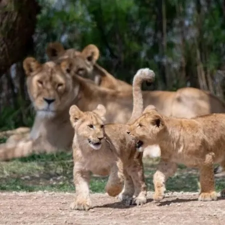 3 Etoiles - Piscine - Eehdai