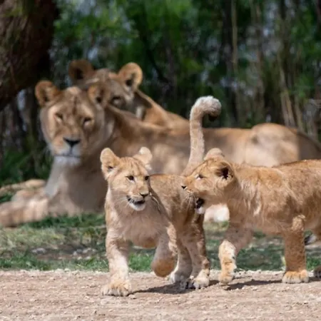 3 Etoiles - Piscine - Eehdai